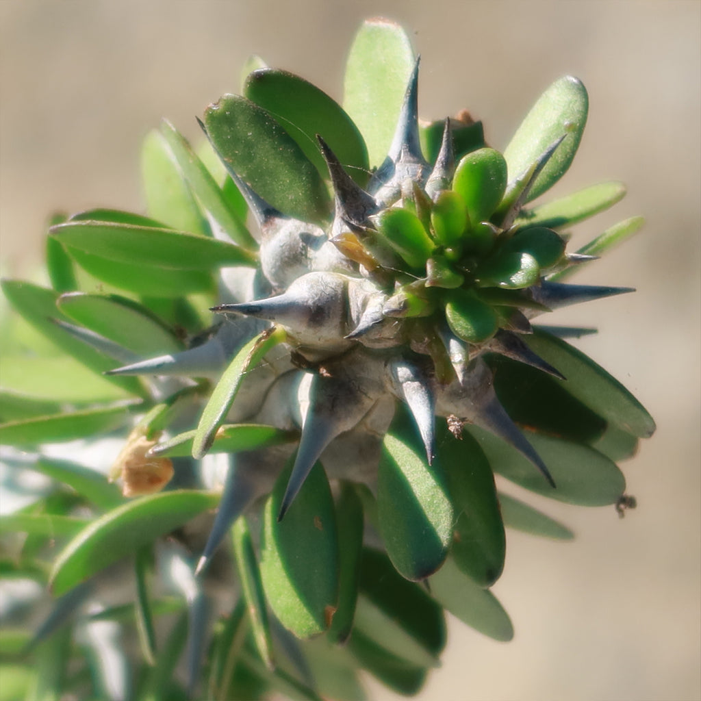 Madagascar ocotillo &