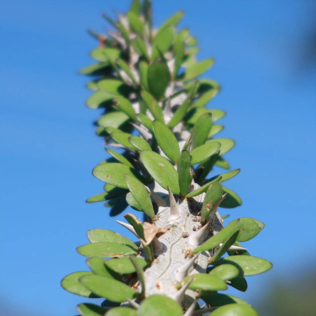 Madagascar ocotillo &
