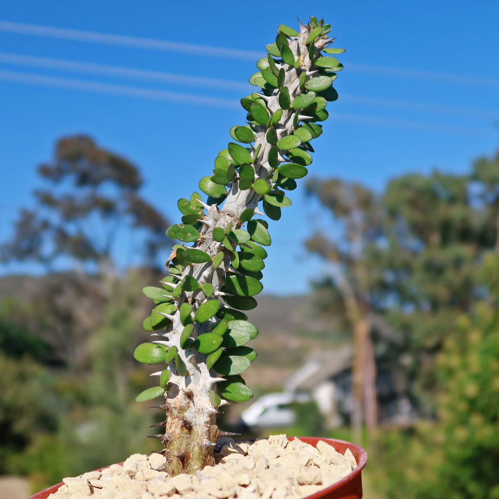 Madagascar ocotillo &