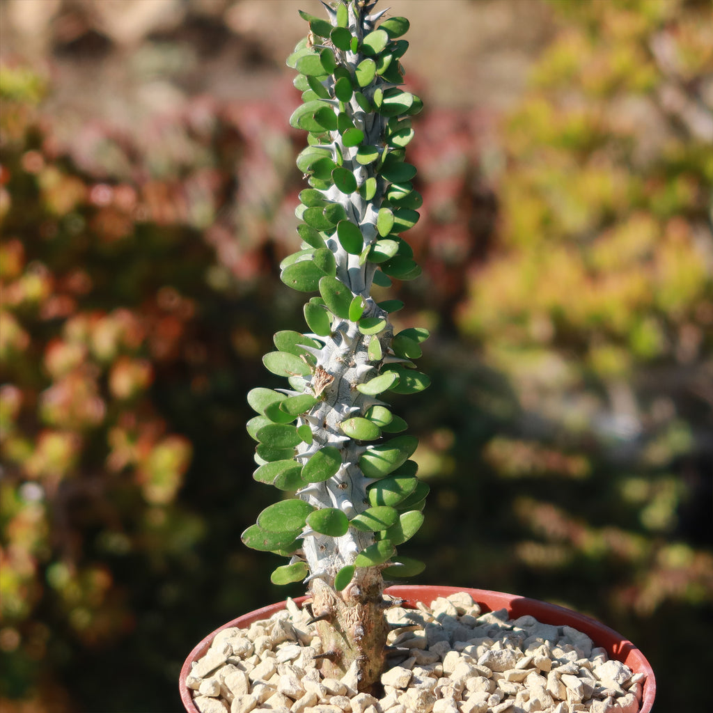Madagascar ocotillo &
