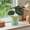 Alocasia black velvet Plant (Alocasia reginula)