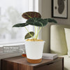 Alocasia black velvet Plant (Alocasia reginula)