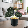 Alocasia black velvet Plant (Alocasia reginula)