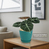 Alocasia black velvet Plant (Alocasia reginula)
