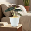 Alocasia black velvet Plant (Alocasia reginula)