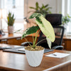 Variegated Elephant Ear (Alocasia Frydek Variegated)