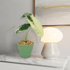 Variegated Elephant Ear (Alocasia Frydek Variegated)