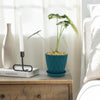 Variegated Elephant Ear (Alocasia Frydek Variegated)