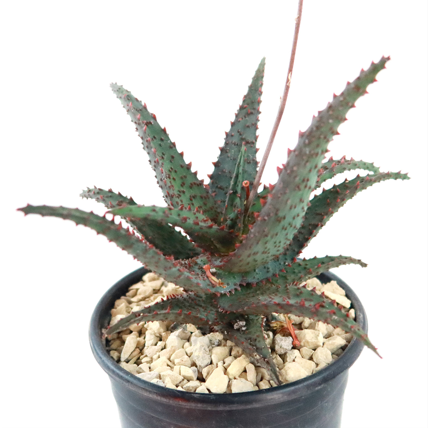 Aloe Ajr