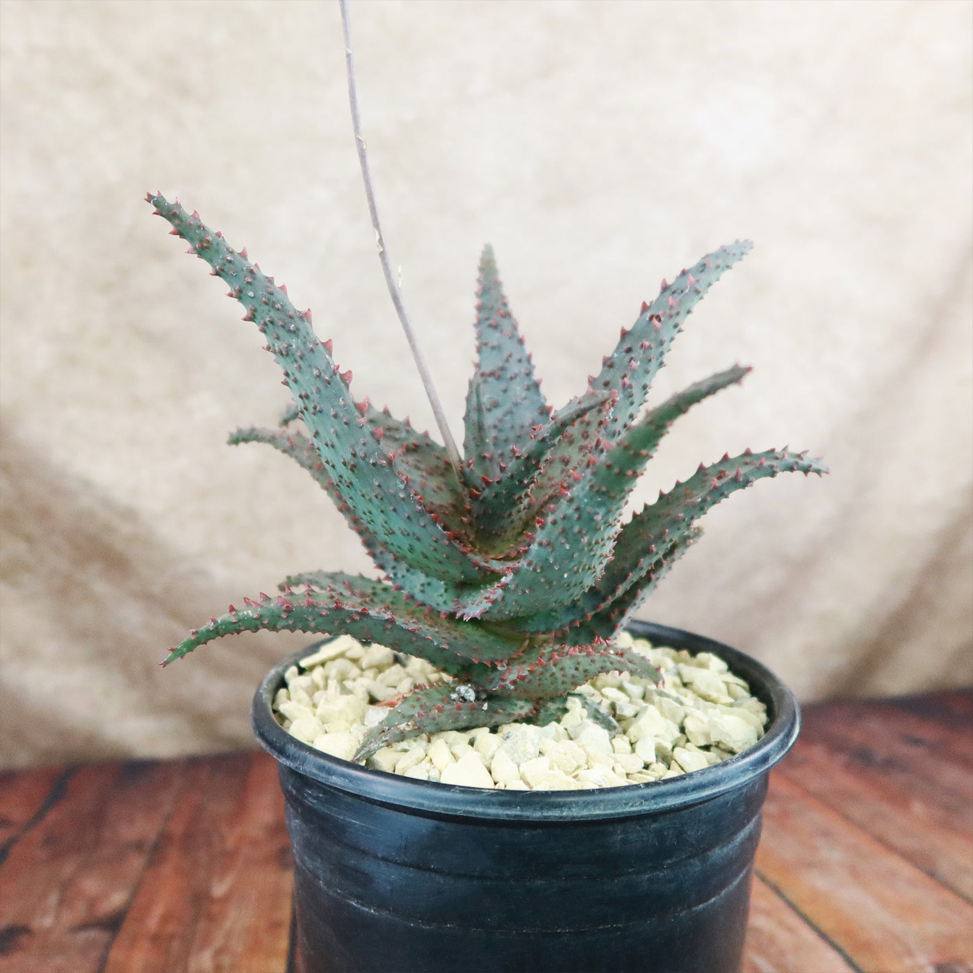 Aloe Ajr