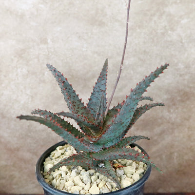 Aloe Ajr