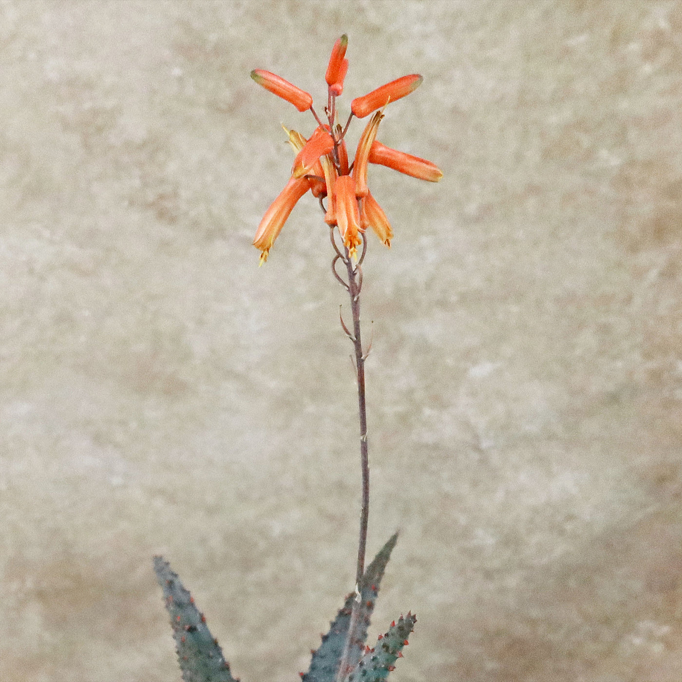 Aloe Ajr