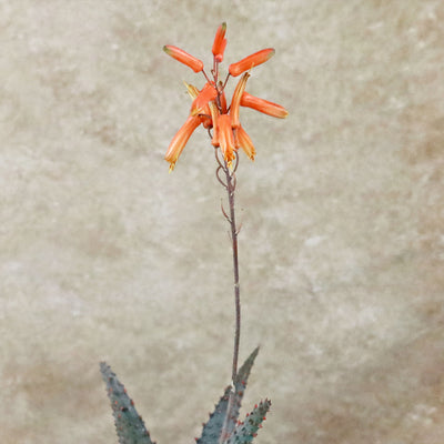 Aloe Ajr