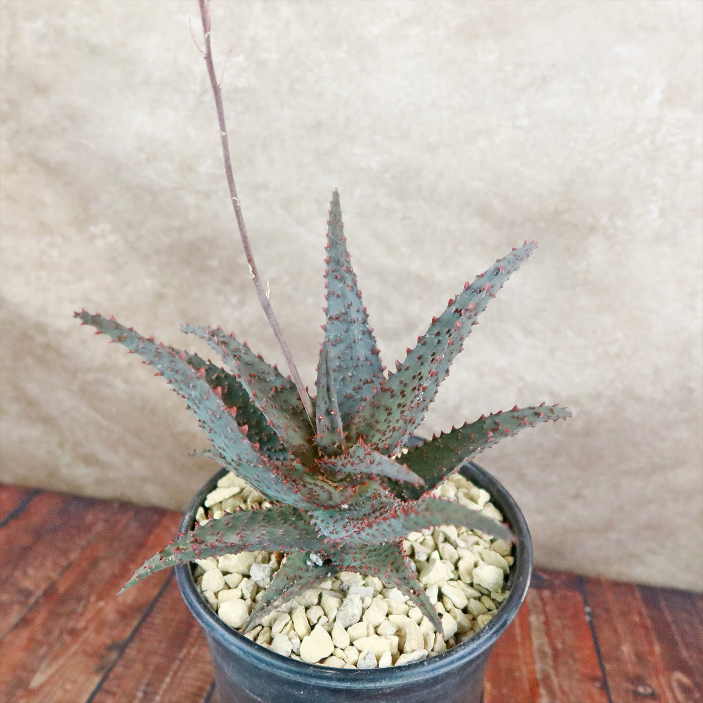 Aloe Ajr