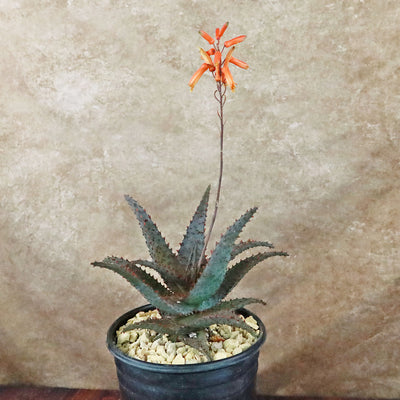 Aloe Ajr