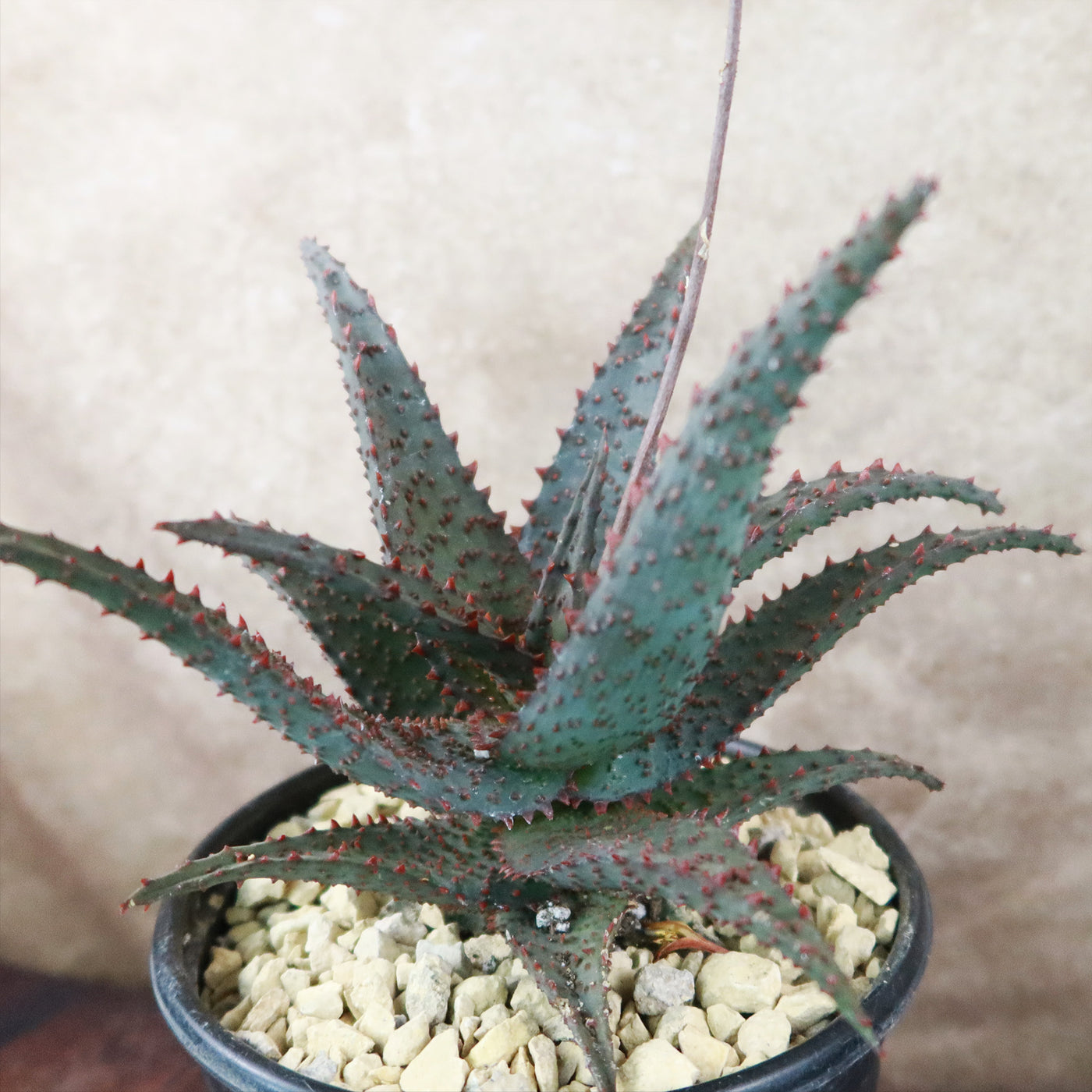 Aloe Ajr