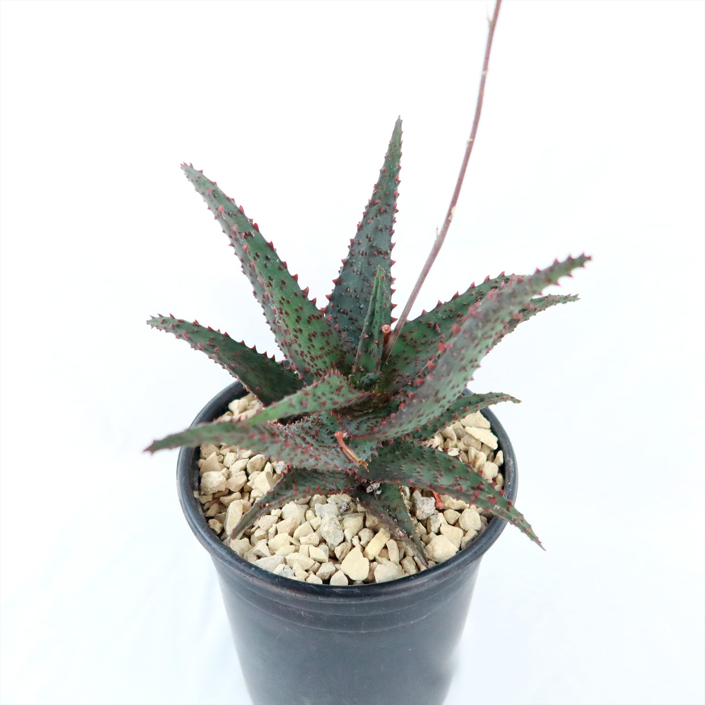 Aloe Ajr