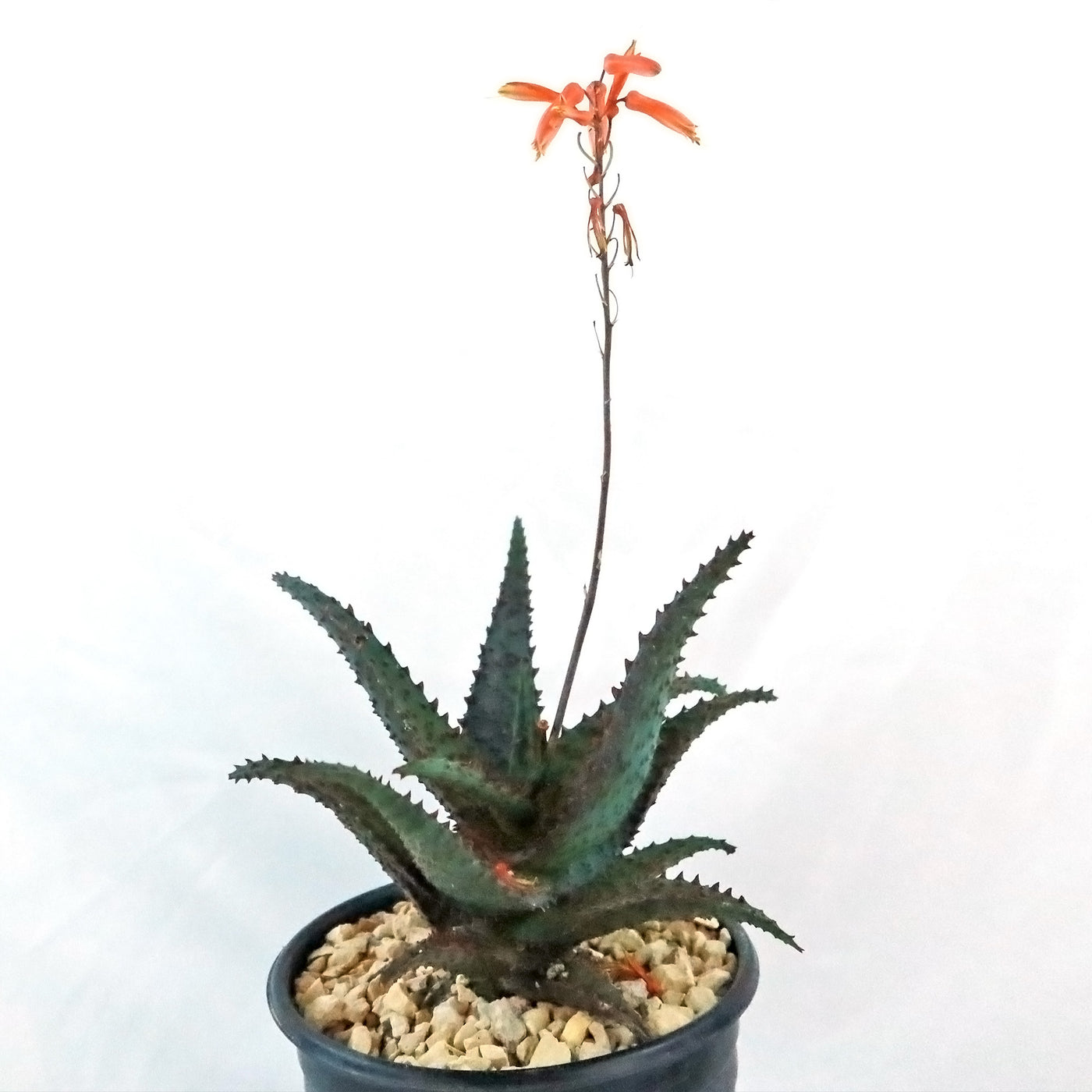 Aloe Ajr