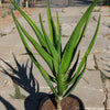 Aloe Tree - Aloidendron barberae bainesii