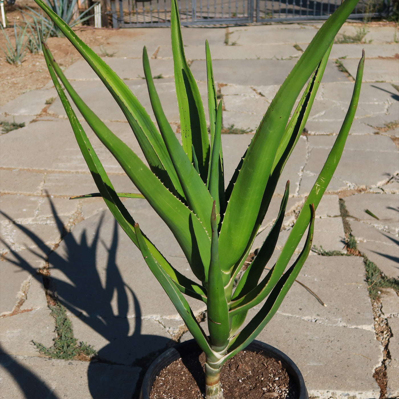 Tree Aloe Aloe Tree - Aloidendron barberae bainesii | Shop Now – Planet Desert