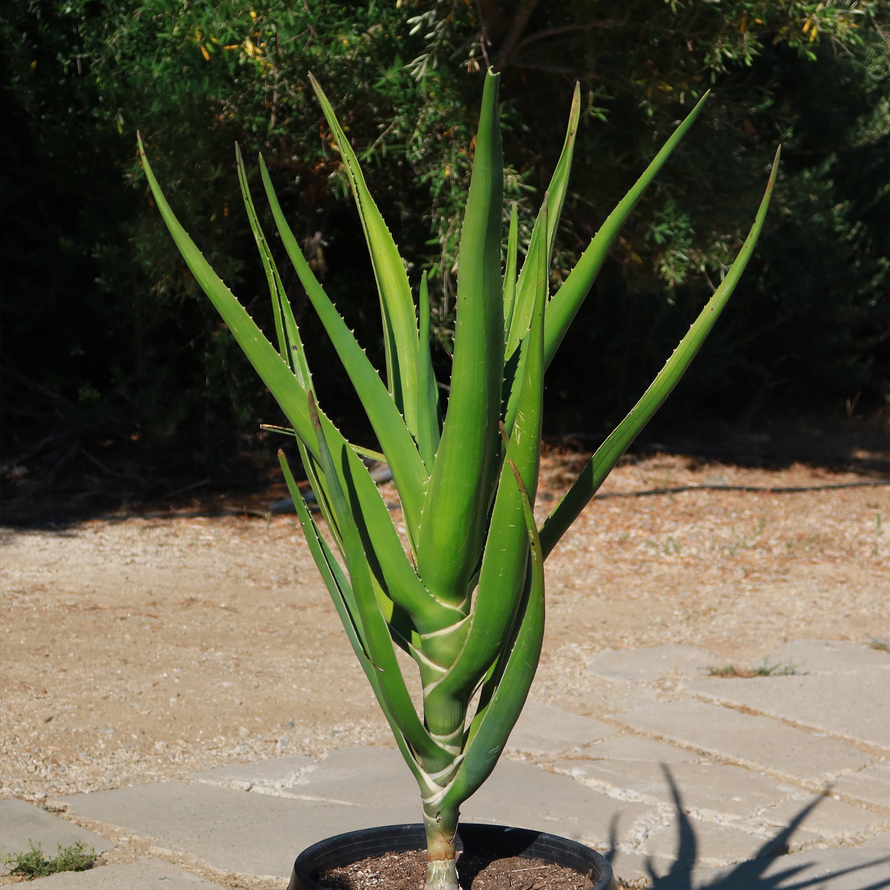 Tree Aloe Aloe Tree - Aloidendron barberae bainesii | Shop Now – Planet Desert