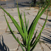 Aloe Tree - Aloidendron barberae bainesii