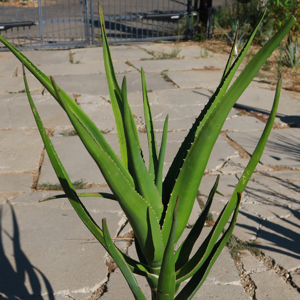 Alora Tree Aloe Tree - Aloidendron barberae bainesii | Shop Now – Planet Desert