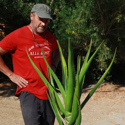 Aloe Tree - Aloidendron barberae bainesii