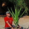 Aloe Tree - Aloidendron barberae bainesii