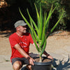 Aloe Tree - Aloidendron barberae bainesii