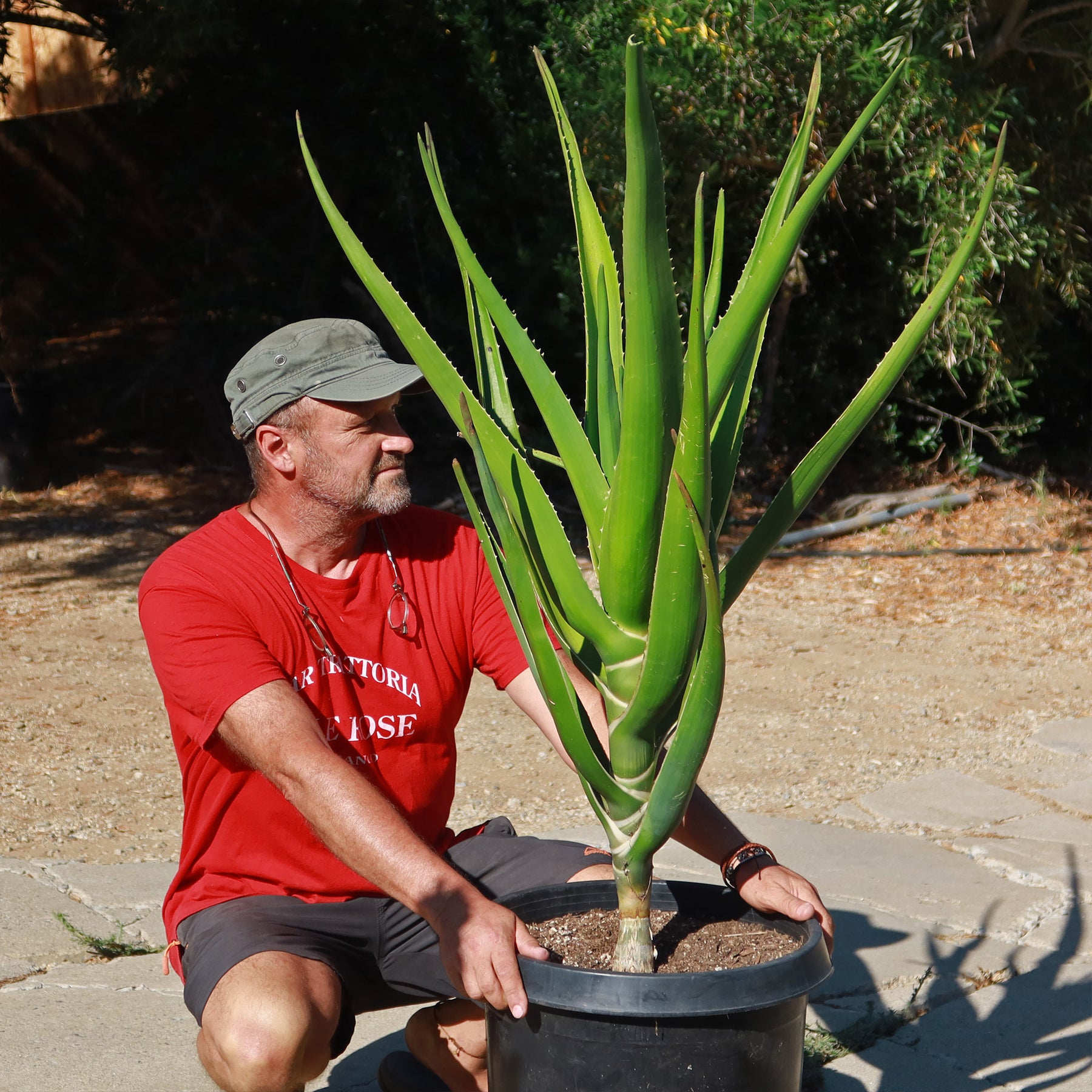 Tree Aloe Aloe Tree - Aloidendron barberae bainesii | Shop Now – Planet Desert