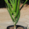 Aloe Tree - Aloidendron barberae bainesii