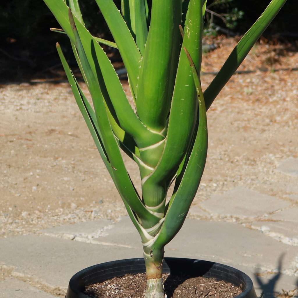 Tree Aloe Aloe Tree - Aloidendron barberae bainesii | Shop Now – Planet Desert