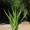 Aloe Tree - Aloidendron barberae bainesii