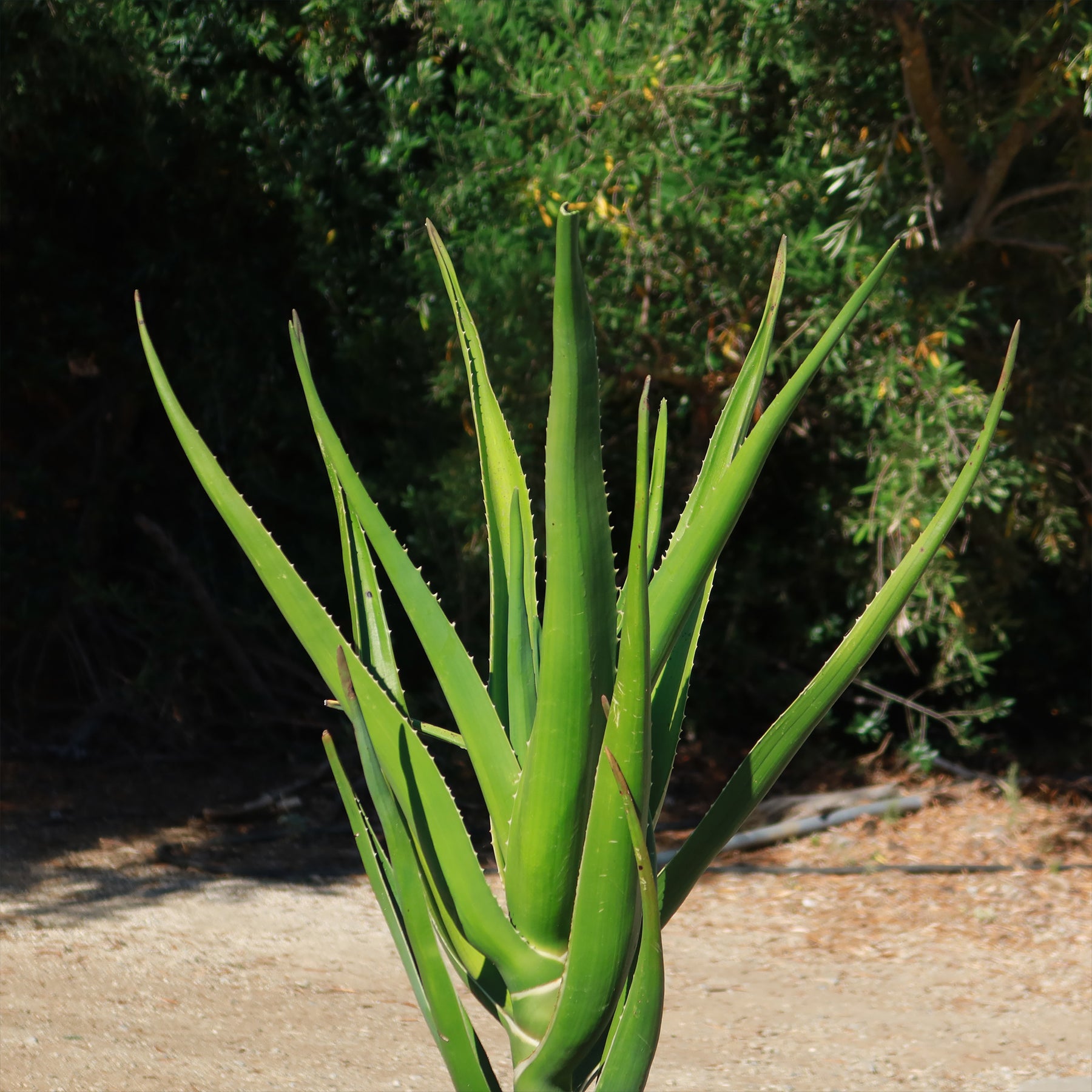 Tree Aloe Aloe Tree - Aloidendron barberae bainesii | Shop Now – Planet Desert