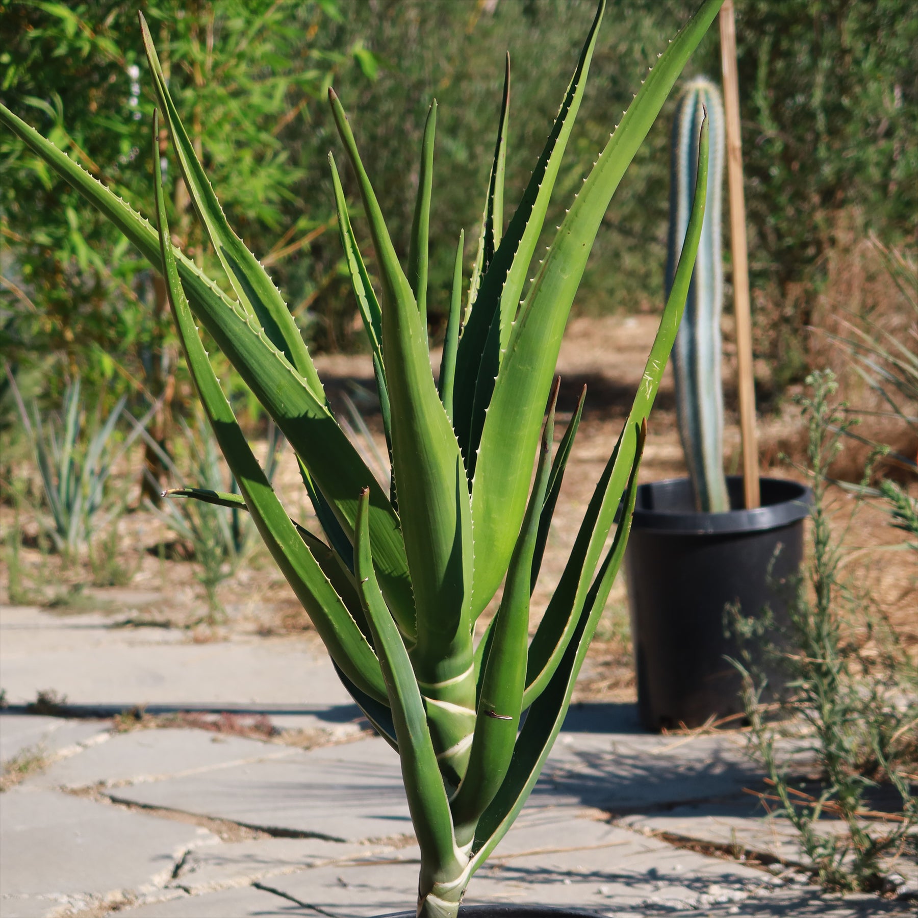 Tree Aloe Aloe Tree - Aloidendron barberae bainesii | Shop Now – Planet Desert