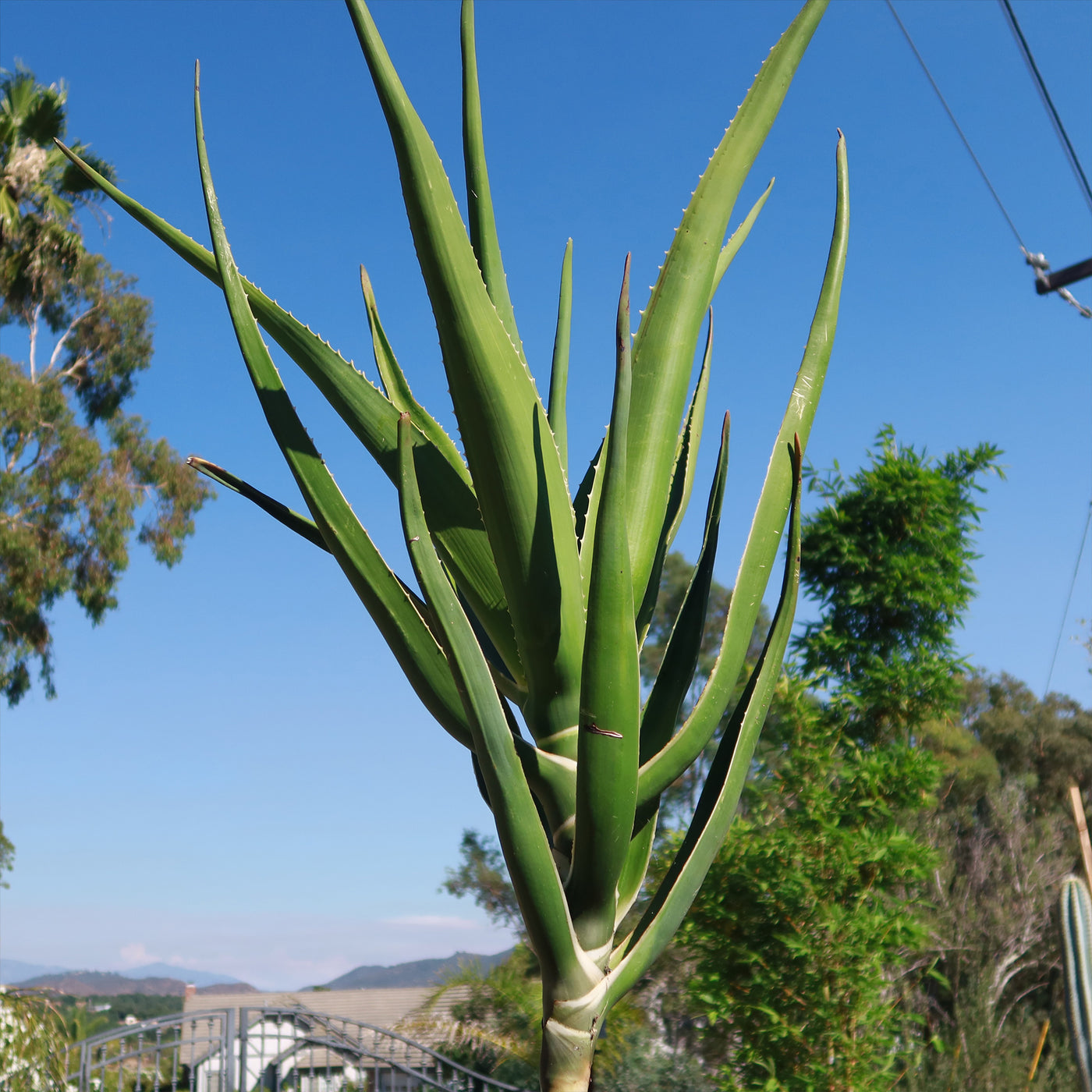tallest aloe vera plant Aloe Tree