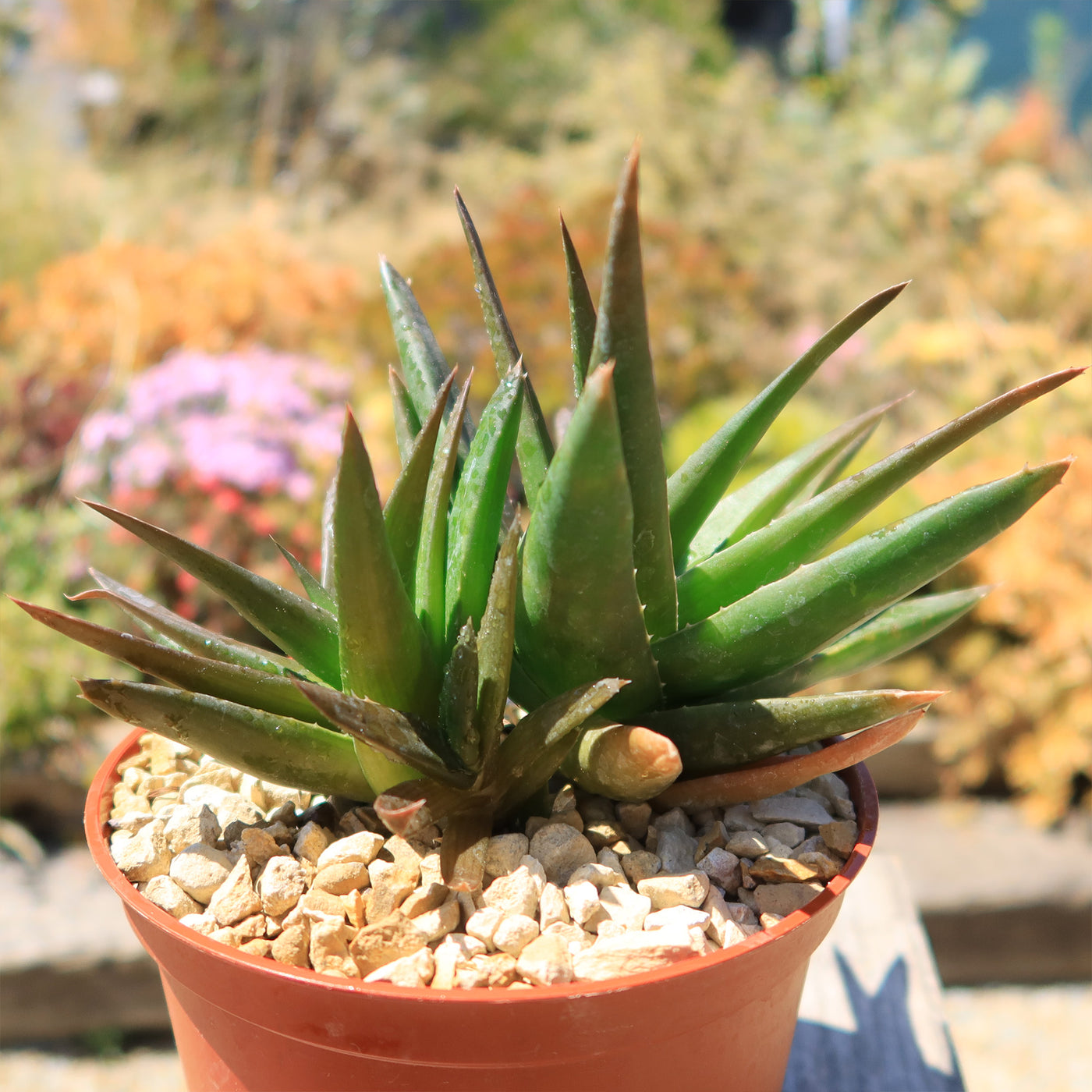 Aloe Black Gem – Alworthia Black Gem