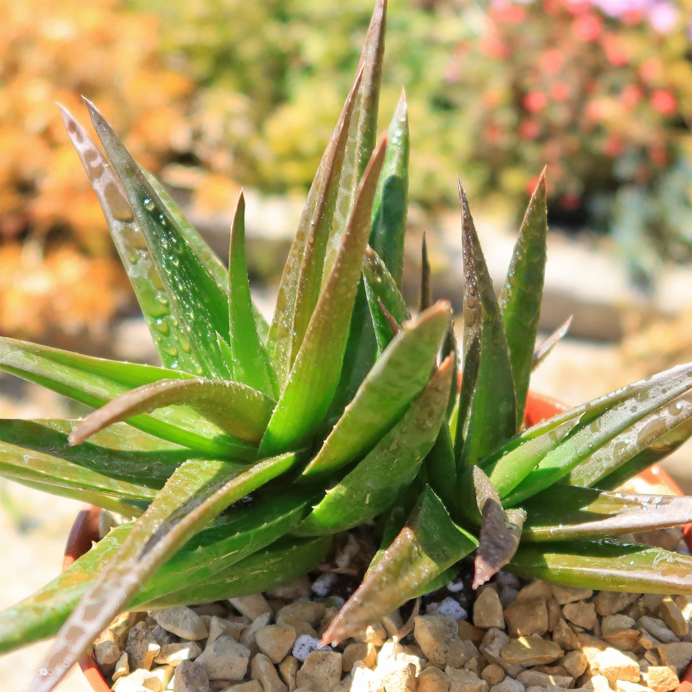 Aloe Black Gem – Alworthia Black Gem