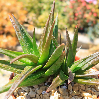 Aloe Black Gem – Alworthia Black Gem