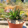 Aloe Black Gem – Alworthia Black Gem