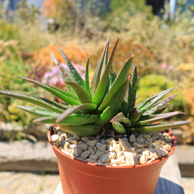 Aloe Black Gem – Alworthia Black Gem