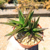 Aloe Black Gem – Alworthia Black Gem