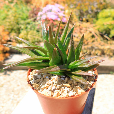 Aloe Black Gem – Alworthia Black Gem