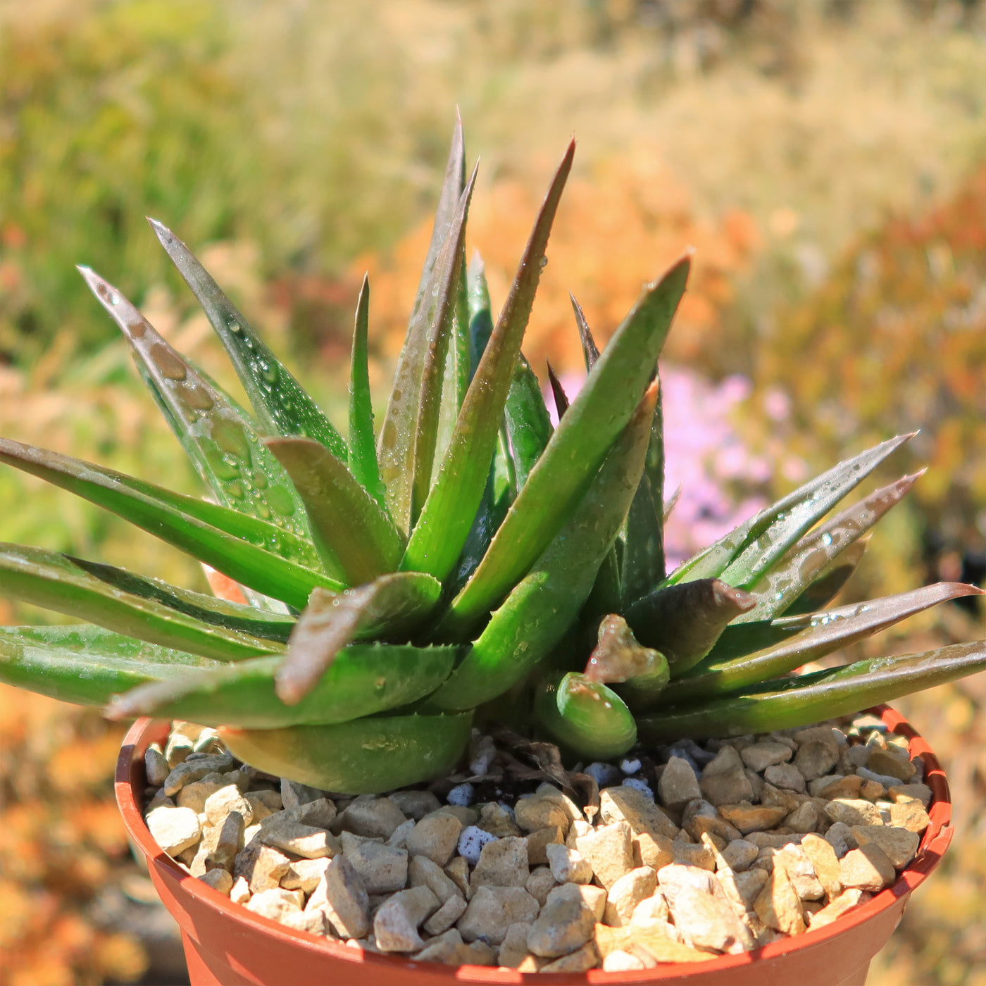 aloe black gem succulent Aloe Black Gem – Alworthia Black Gem 6" Pot