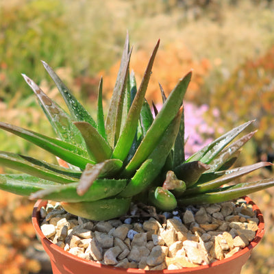 Aloe Black Gem – Alworthia Black Gem