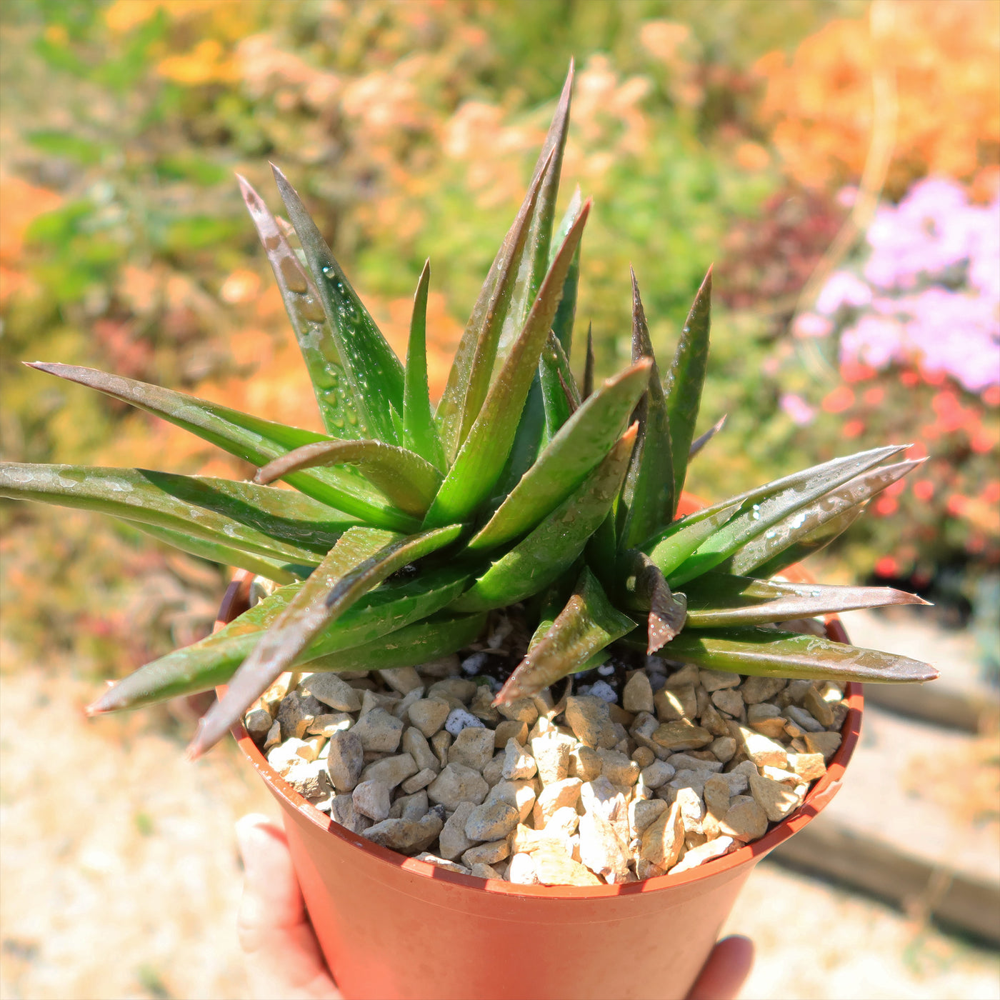 black aloe vera plant Shop 'Aloe Black Gem – Alworthia Black Gem' Care and Info