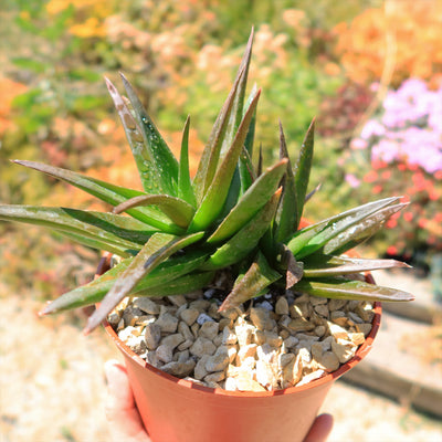 Aloe Black Gem – Alworthia Black Gem