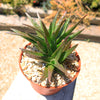 Aloe Black Gem – Alworthia Black Gem