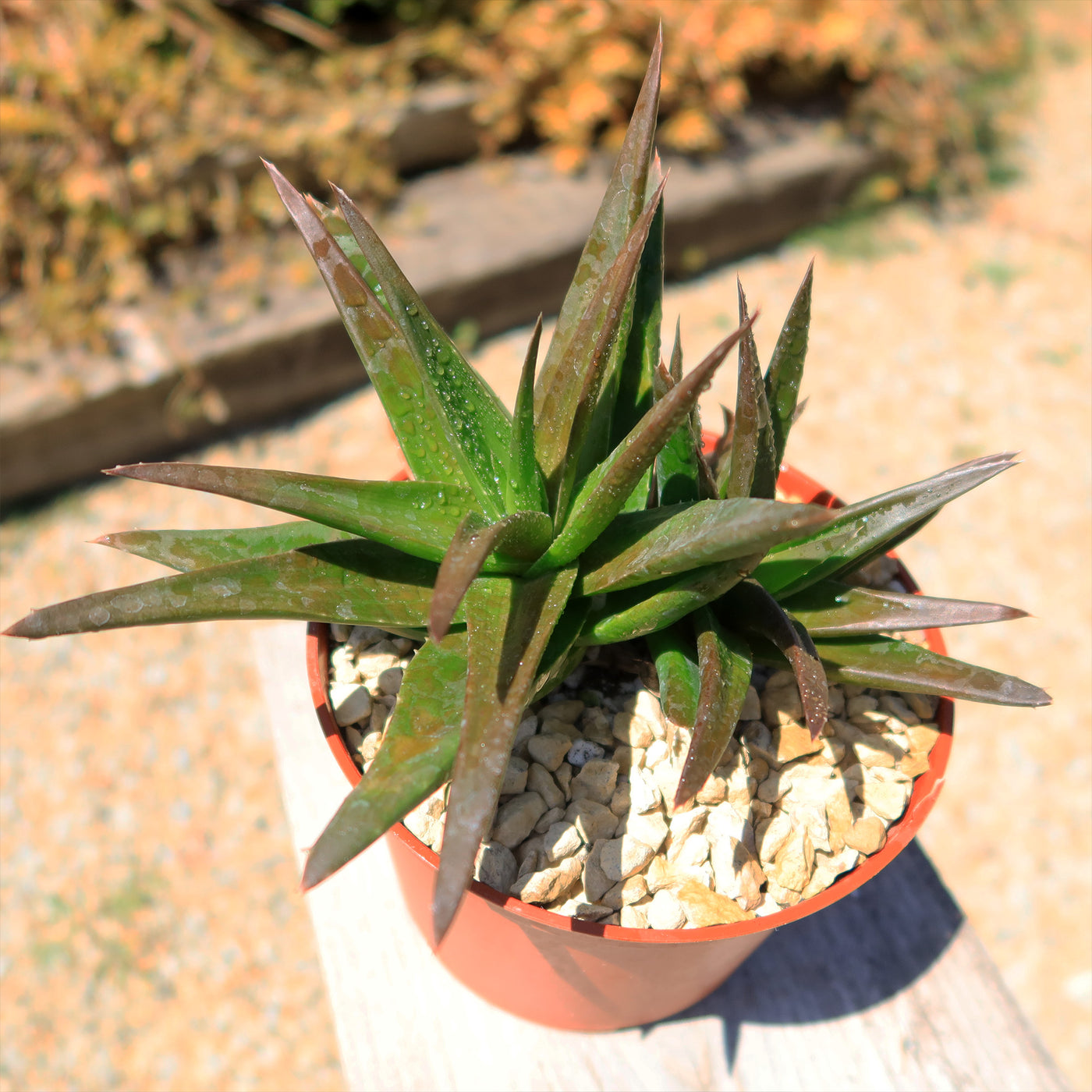 Aloe Black Gem – Alworthia Black Gem